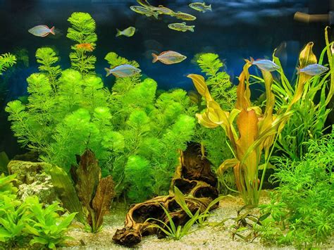 The Astonishing Variety of Aqua Foliage Species