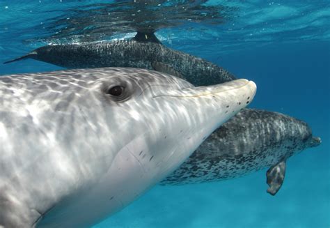 The Aura of Freedom: Swim with Wild Dolphins