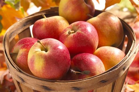 The Autumn Apple Season: Festivities and Customs