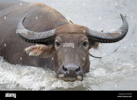 The Background of The Mighty Water Buffalo in Filipino Culture