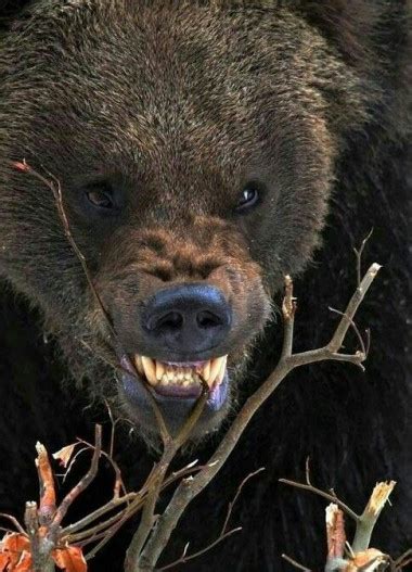 The Bear as a Metaphor: Exploring the Depths of the Inner Beast