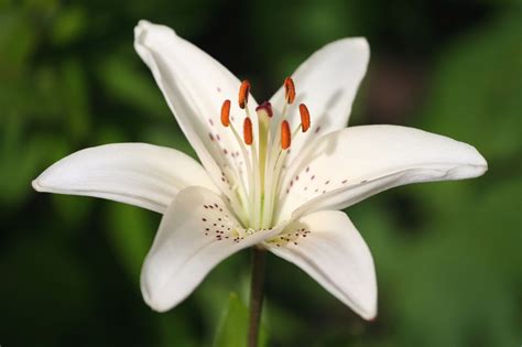 The Beautiful White Lily Flower: Revealing its Significance and Symbolic Representations