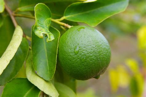 The Beauty and Benefits of Cultivating a Citrus Gem