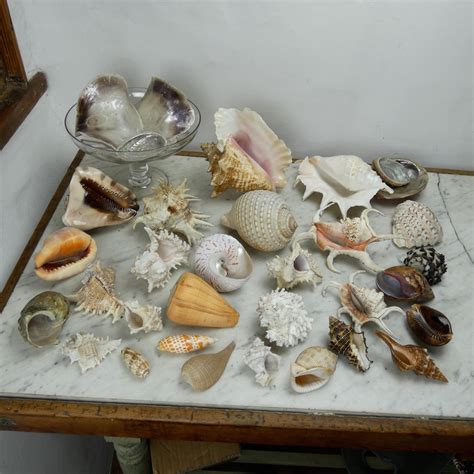 The Beauty and Science of Shell Collection: A Perfect Synchronization