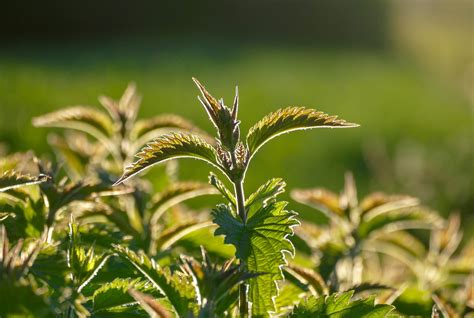 The Beauty in Imperfection: Embracing Weeds as an Intrinsic Part of the Gardening Journey