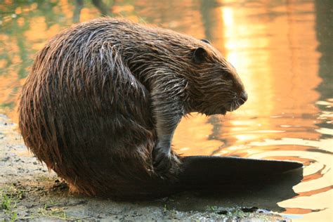 The Beaver: An Extraordinary and Intriguing Creature