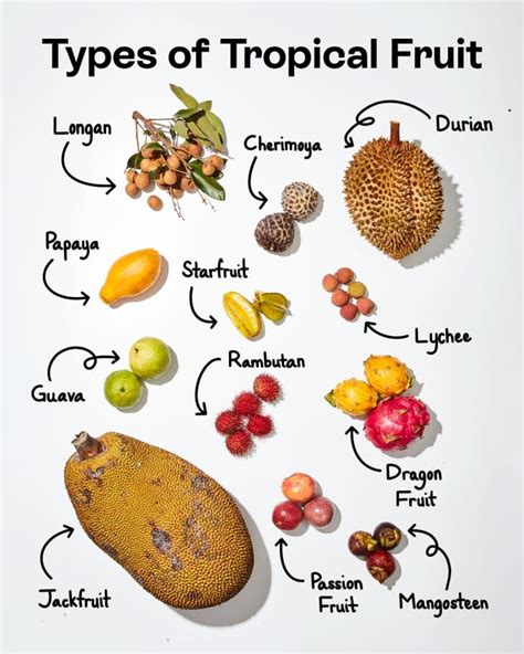 The Benefits of Exquisite Fruits from Tropical Paradises: A Delectable Path to Maintaining Health