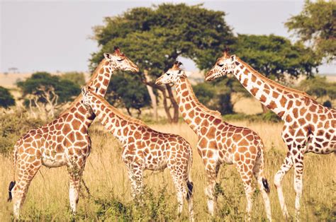 The Benefits of Giraffe Ownership: Education and Conservation