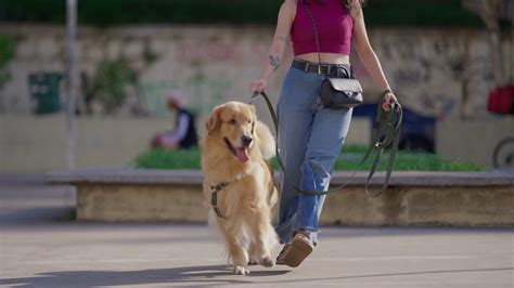 The Benefits of taking your Canine Companion for a Stroll