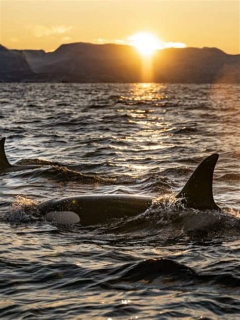 The Best Places to Dive with Orcas: Exotic Destinations Await