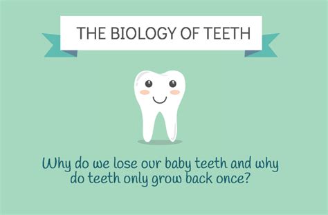 The Biology of Teeth: Why Do We Shed Them?