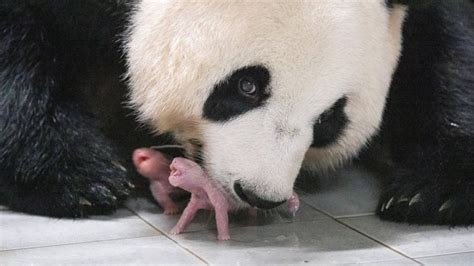 The Birth and Life of Pandas: A Journey into Their Enchanting Realm