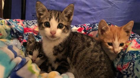 The Bittersweet Goodbye: Finding Loving Homes for Your Foster Kittens