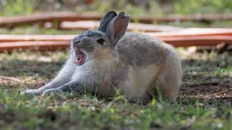 The Bizarre Encounter with an Aggressive Bunny