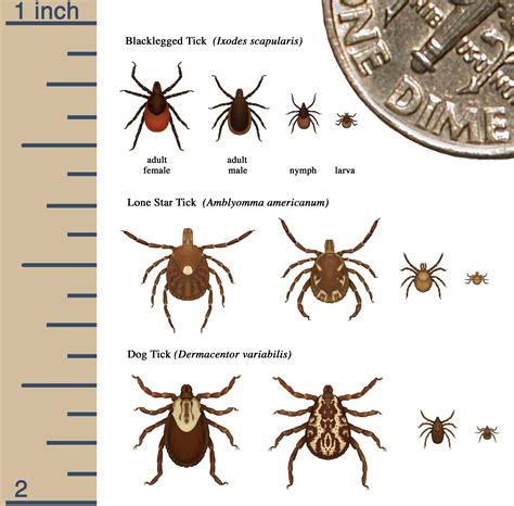 The Bliss of Tick-Free Moments