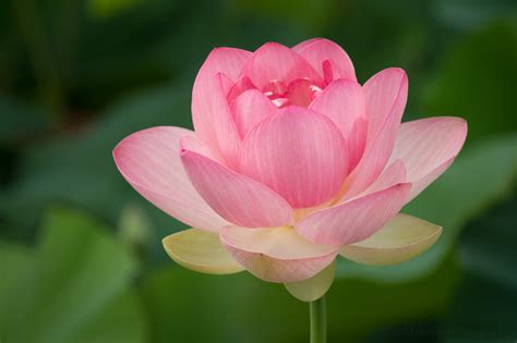 The Blooming Process of the Red Lotus