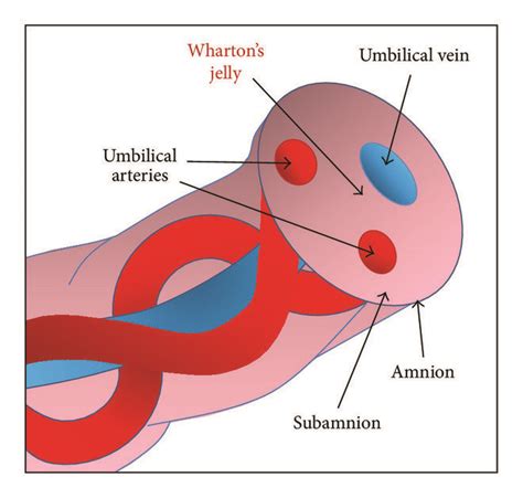 The Bond Between the Umbilical Cord and Our Inner Desires