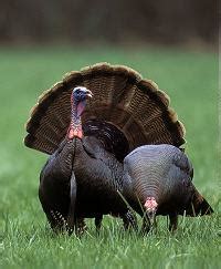 The Breathtaking Appearance and Characteristics of the Striking Turkey