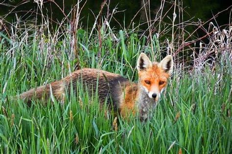 The Brilliant Hunting Strategies of Untamed Foxes