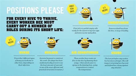 The Busy Life of Worker Bees: Roles and Responsibilities