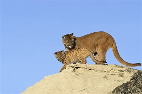 The Call of the Wild: Unraveling the Mating and Reproduction Habits of Pumas