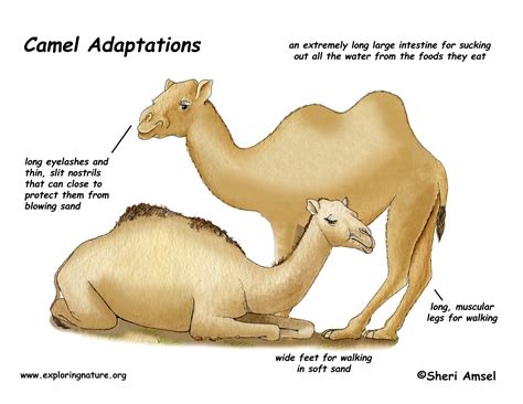 The Camel as a Symbol of Survival and Adaptation