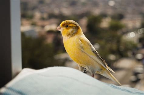 The Canary as a Metaphor for Happiness and Joy in Dreams