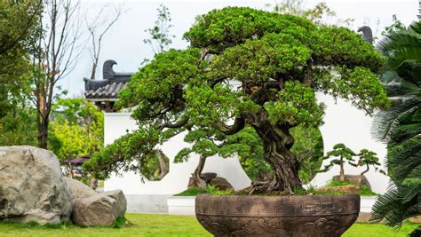 The Captivating Charm of Bonsai: Unveiling the Timeless Craft of Petite Trees