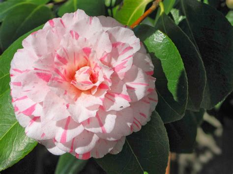 The Captivating Charm of Camelia: Her Age, Towering Height, and Enchanting Physique