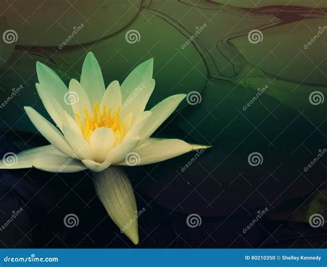 The Captivating Charm of the Ivory Water Lily