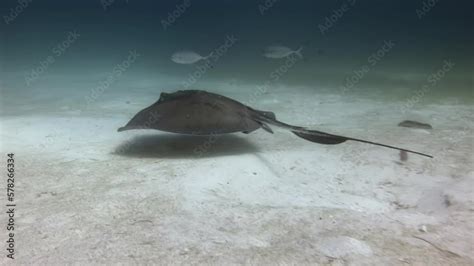 The Captivating Diversity of Stingrays