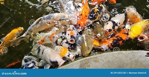 The Captivating Elegance of Koi Fish