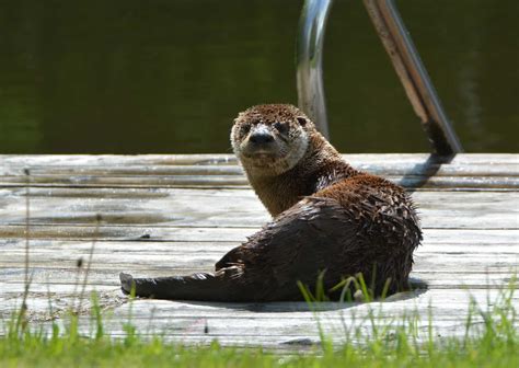 The Captivating Feeding Habits of the Ivory Otter: A Peek into its Nourishment