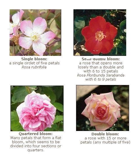 The Captivating History and Origins of Roses