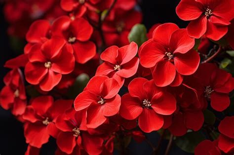 The Captivating History of Scarlet Rose Blooms