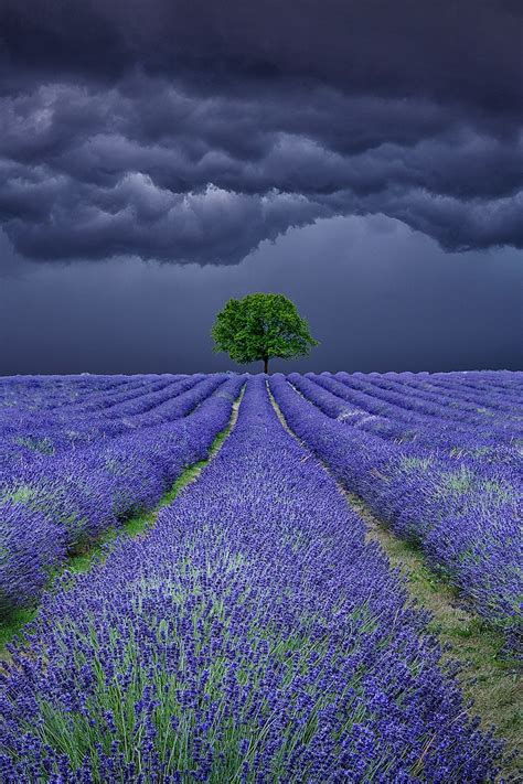 The Captivating Influence of Lavender Storm on the Human Mind