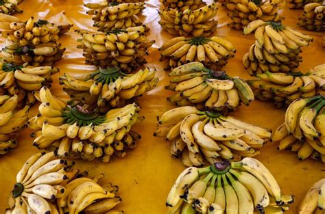 The Captivating Journey of Bananas: From Ancient Times to Modern Popularity