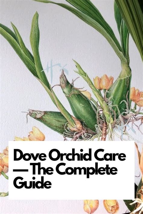 The Captivating Journey of Orchids: Delving into their Rich and Intriguing Past