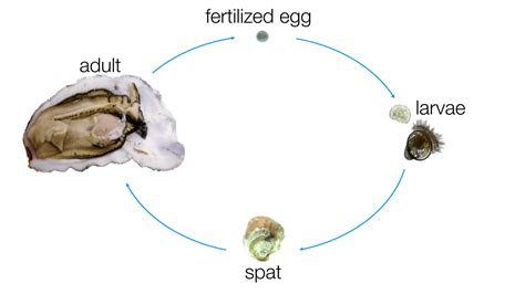 The Captivating Life Cycle of Oysters: From Larvae to Juveniles