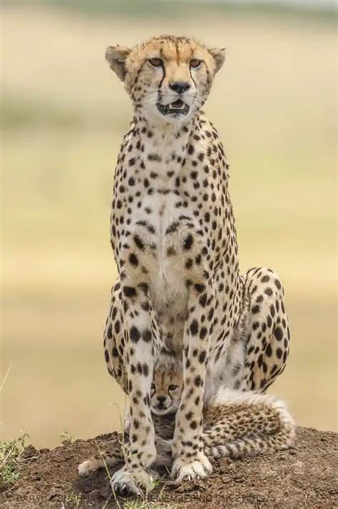 The Captivating Realm of Petite Cheetahs