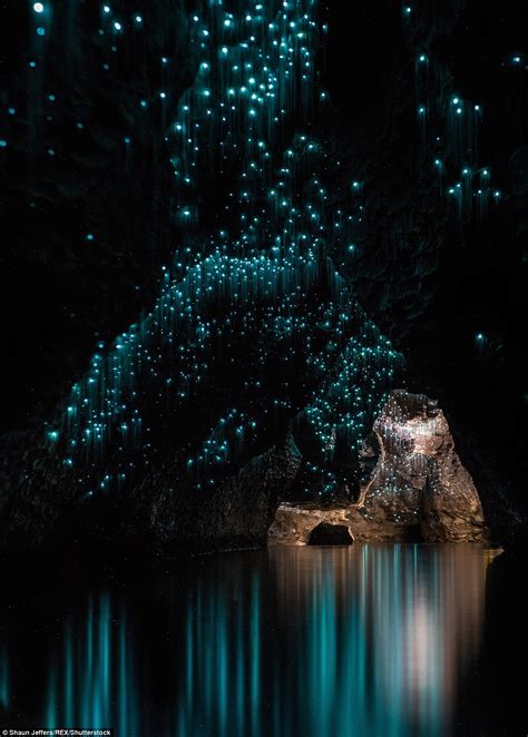 The Captivating Splendor of Glow Worms: Capturing their Allure in Stunning Photographs