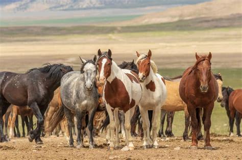 The Captivating Splendor of Untamed Equine Herds