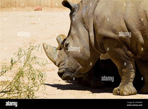 The Captivating Story of the Majestic White Rhino