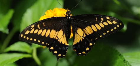 The Captivating Symbolism of the Ivory Lepidoptera