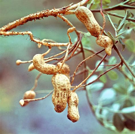 The Captivating Tale of the Peanuts Tree