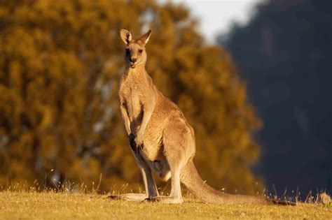 The Captivating World of Kangaroos: A Closer Look