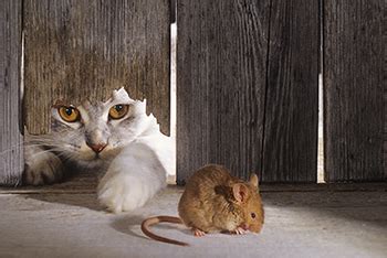 The Cat and Mouse Game: Tactics Employed by Law Enforcement to Capture Fugitives