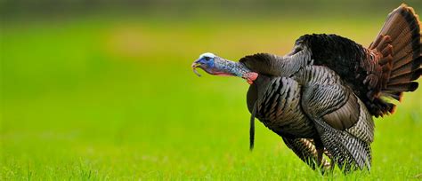 The Challenge of Preserving the Magnificent Gobblers: Insights into Safeguarding Wild Turkey Populations