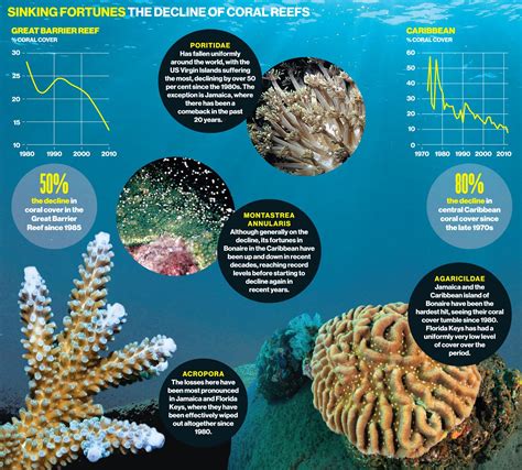 The Challenges Threatening Idyllic Coral Sanctuaries and Conservation Endeavors