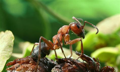 The Challenges and Efforts to Protect and Preserve Wood Ant Populations